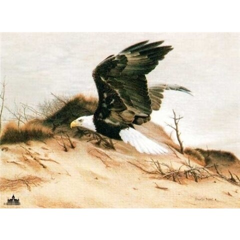 American Eagle at Walking Dunes