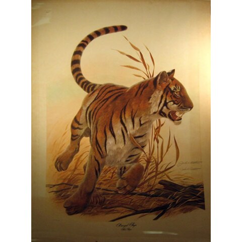 Bengal Tiger—Safari