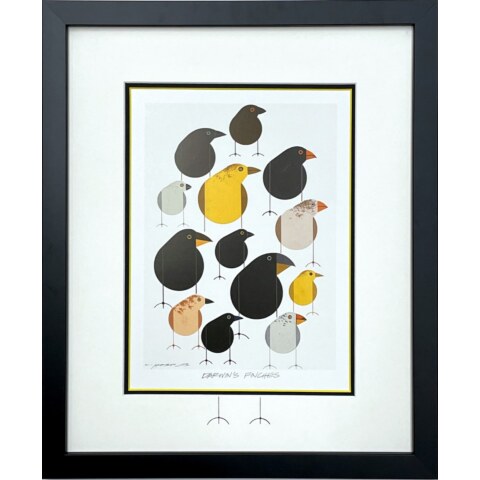 Darwin’s Finches—Lithograph (Framed)