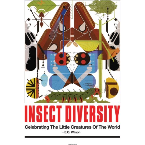 Insect Diversity—Poster